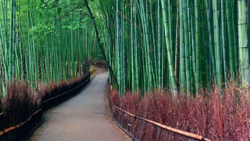 "Arashiyama Togetsukyo Bridge autumn Kyoto"