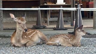 Pet-friendly travel in Japan – hotels, cafes, and sightseeing spots with dogs and cats ｜ 日本のペット旅（犬・猫と泊まれる宿・カフェ・観光地）