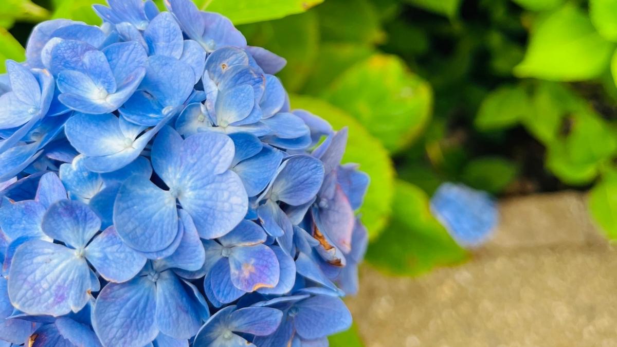 Japan seasonal travel|春の桜・夏の花火・秋の紅葉・冬の雪景色