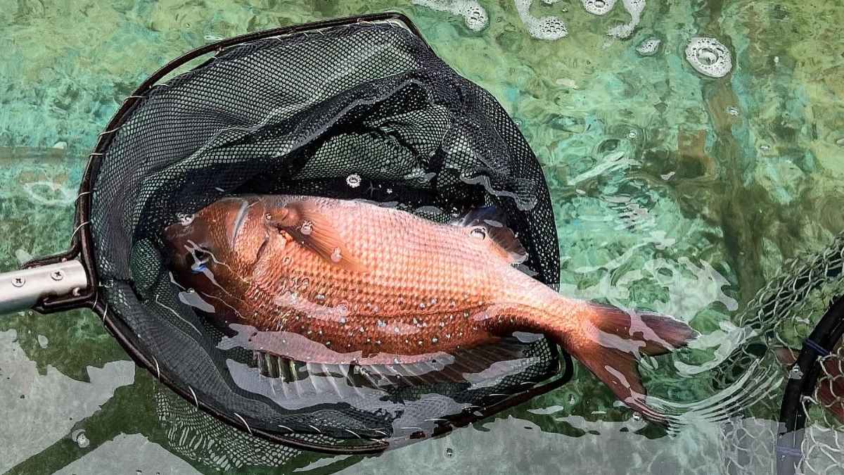 Japan travel styles｜一人旅・女子旅・家族旅行・ペット旅・格安旅行ガイド